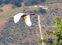 IMGP3835.JPG (587521 bytes)